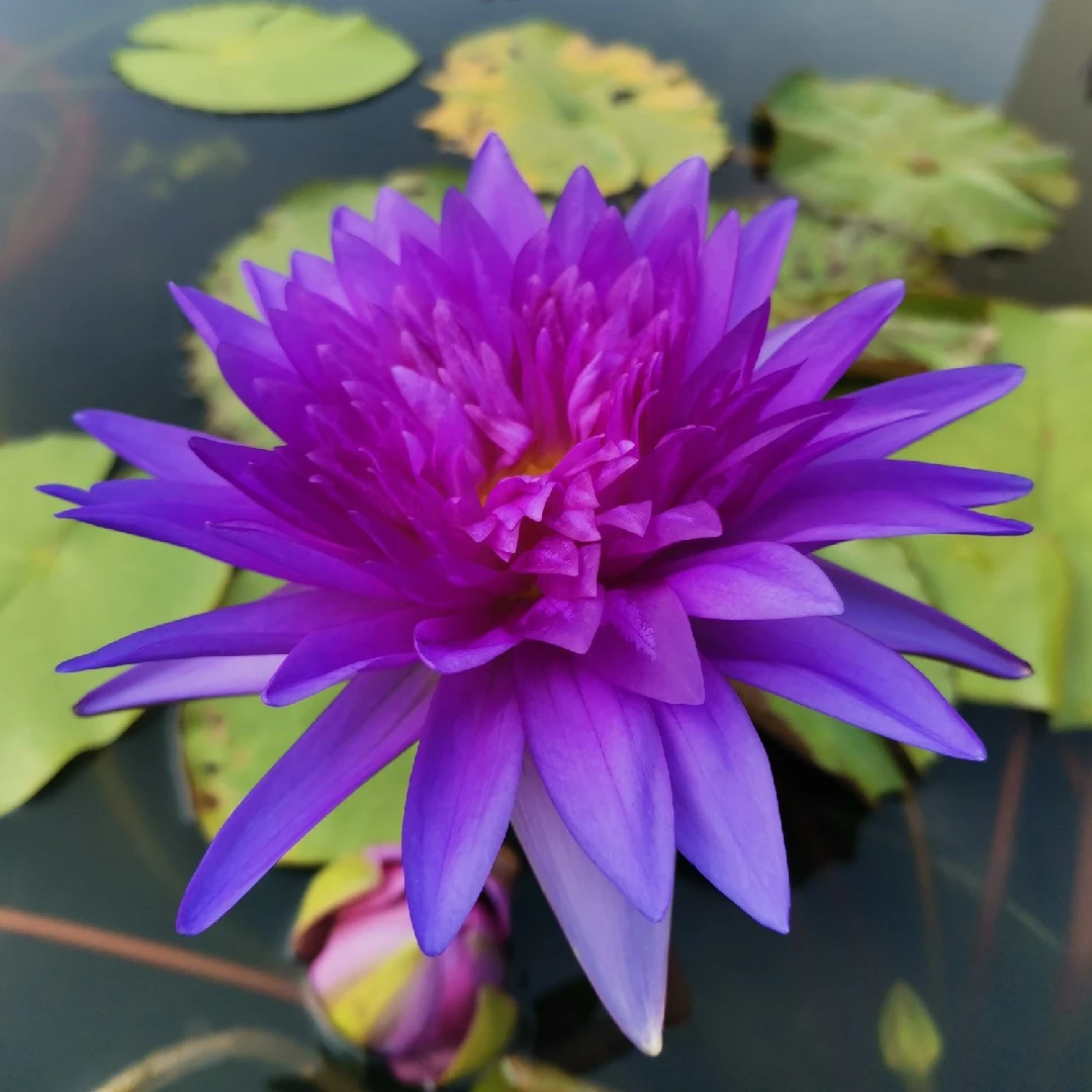 【带花苞】泰王绿植花卉四季常青室内盆栽阳台