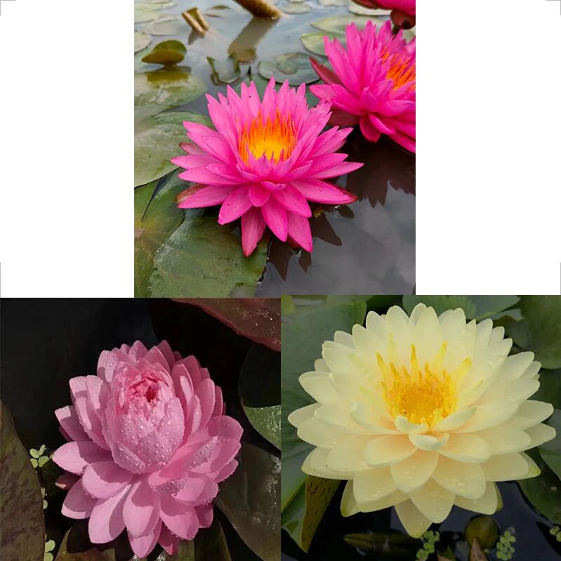 大花型 重瓣  花期长睡莲花苗绿植花卉四季常青室内盆栽阳台