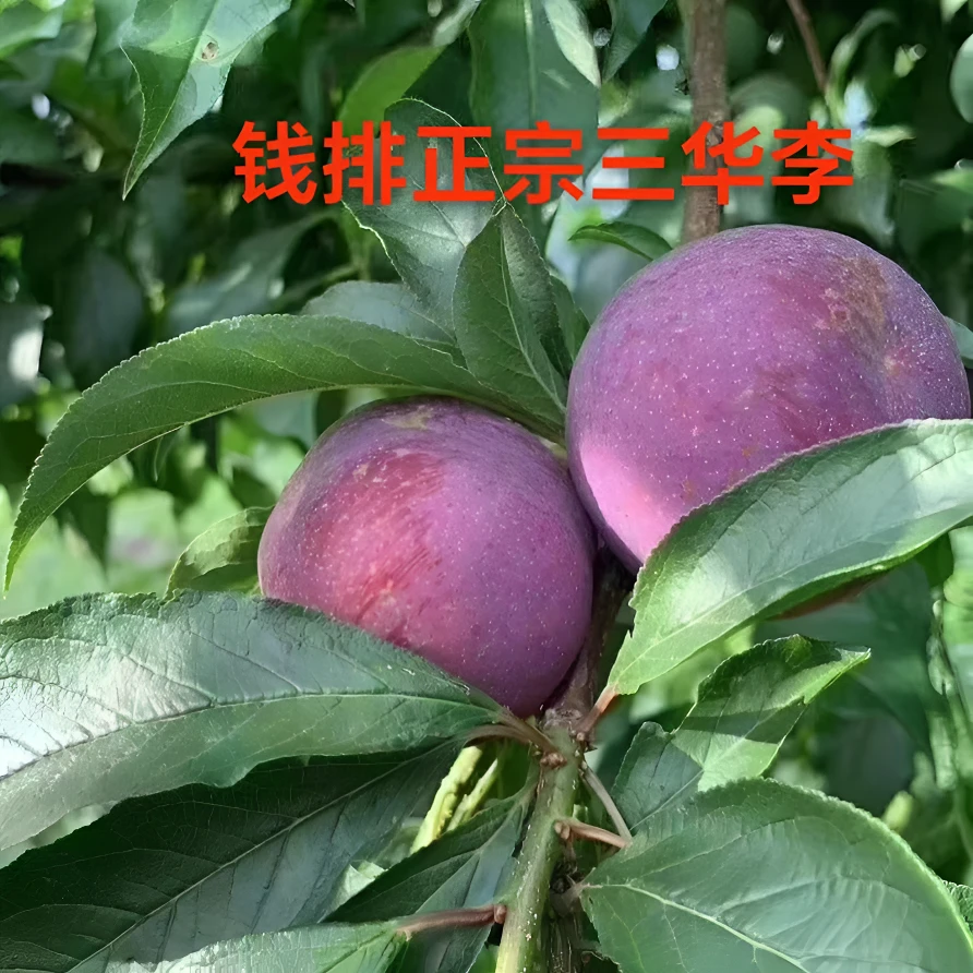 （现摘秒发）三华李子红心李当季爽口多汁李子孕妇酸甜水果整箱批发
