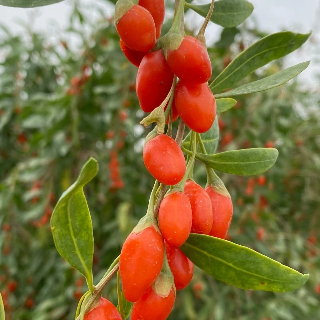 和田枸杞 精选福力小果 500g/袋 新疆直发包邮