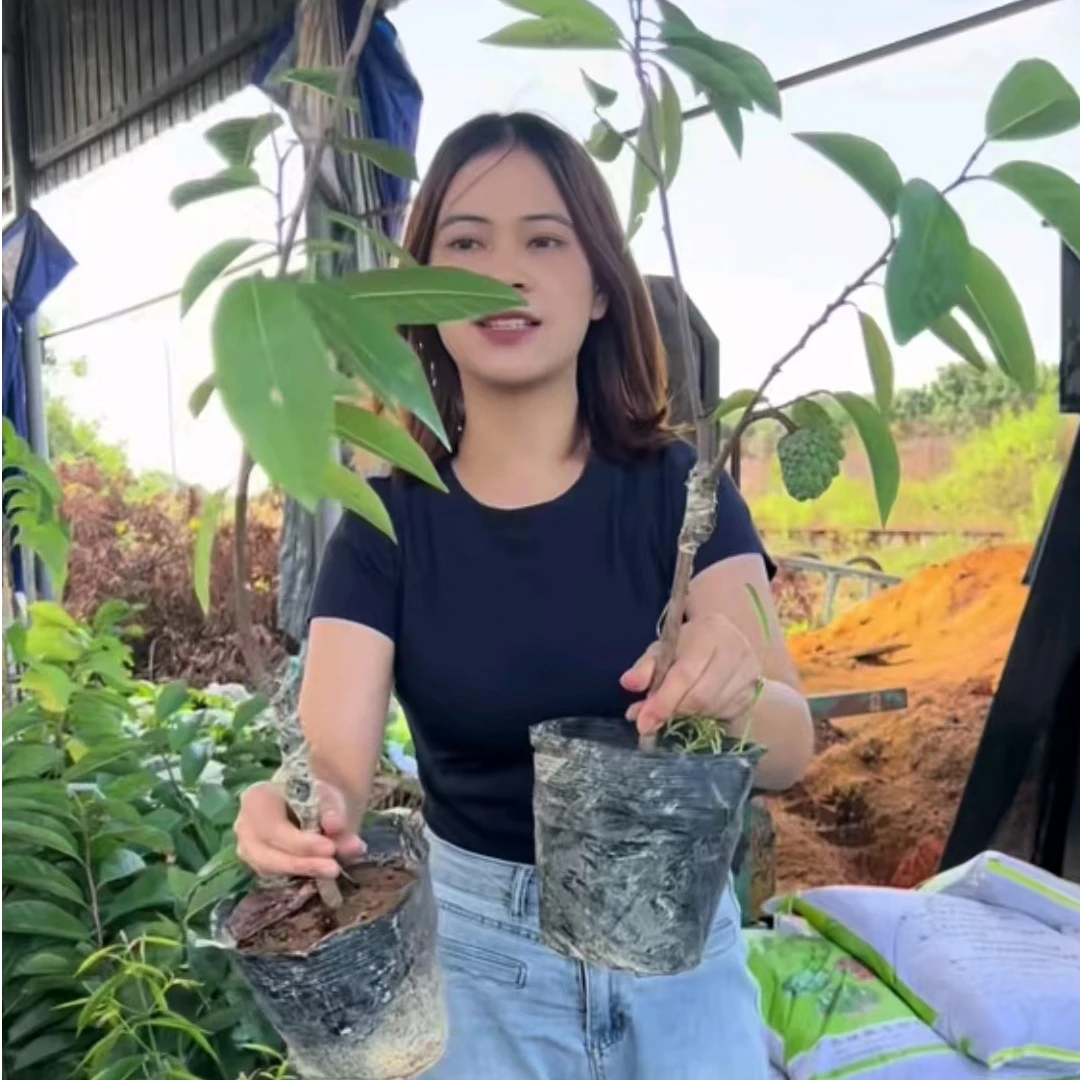 新品种台东3号释迦果树苗 绿宝释迦果树苗 自花授粉 香甜可口