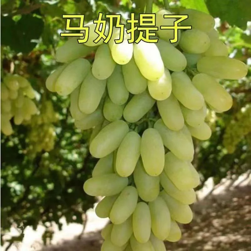 马奶提子葡萄树苗巨峰葡萄树苗盆栽葡萄树苗带土带叶葡萄树苗爬藤