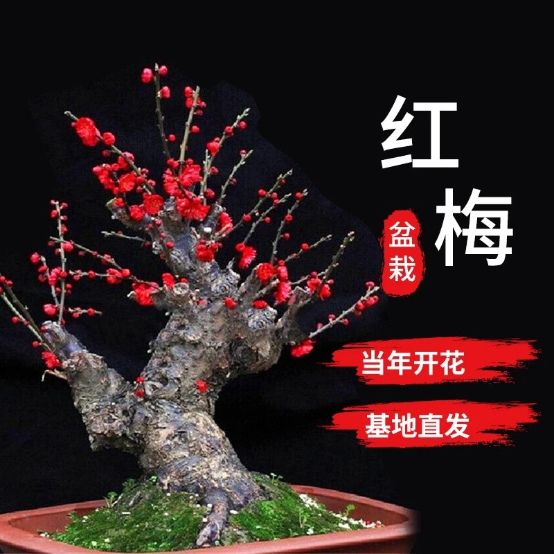 基地直发老桩红梅盆栽地栽耐寒红红火火喜气洋洋