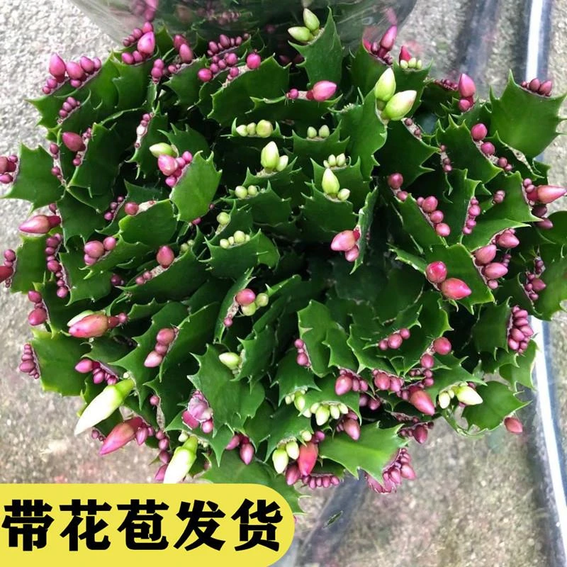 蟹爪兰盆栽带盆多色花苗绿植物室内四季开花卉好养螃蟹抓莲