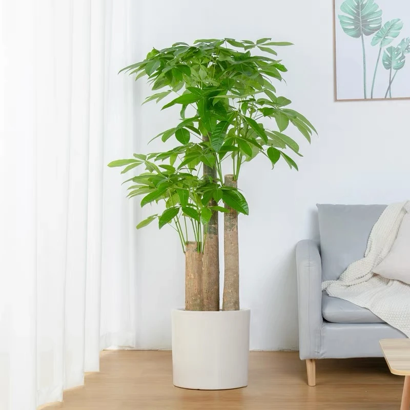 步步高发财树三杆原生大型绿植适合客厅办公室乔迁开业送礼