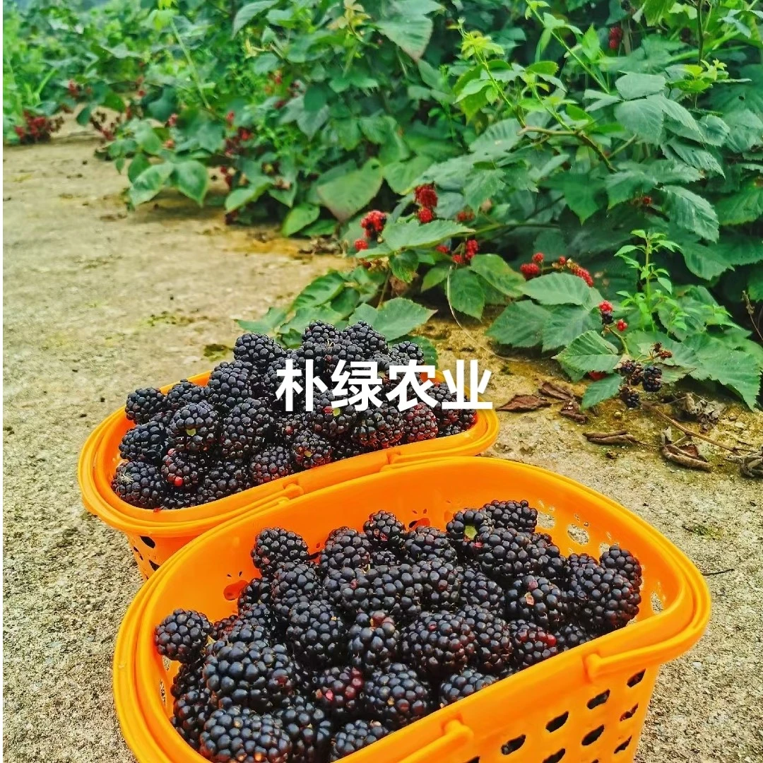 朴绿农业无刺大果黑树莓苗1到100棵 黑色采摘