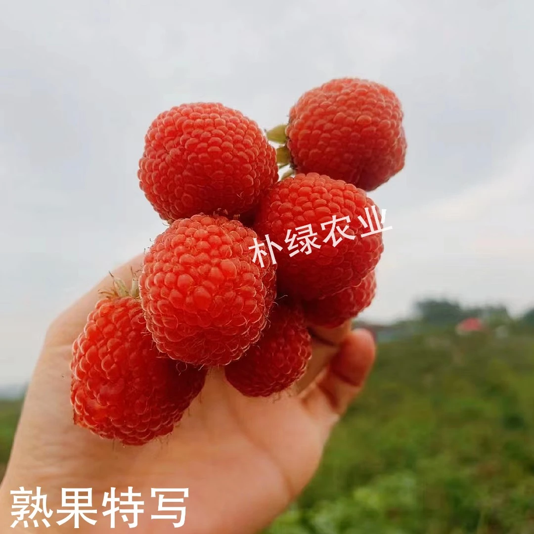 佳玺优质三月泡苗3到100棵直播间同款好种植一年结果纯甜儿时味道