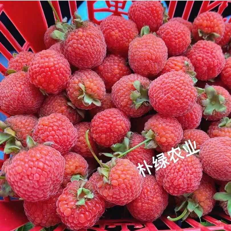 佳玺优质树莓苗多品种超值组合装省力裸根