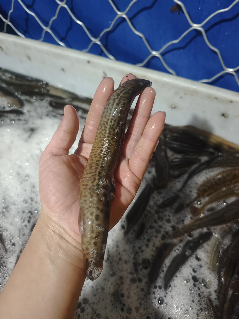 特大号泥鳅鱼五斤装不包活