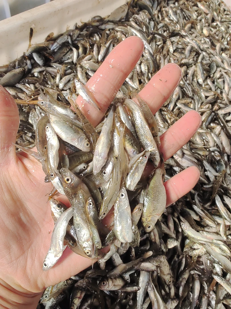 江小杂鱼6斤装（特小杂鱼嫌小别拍）