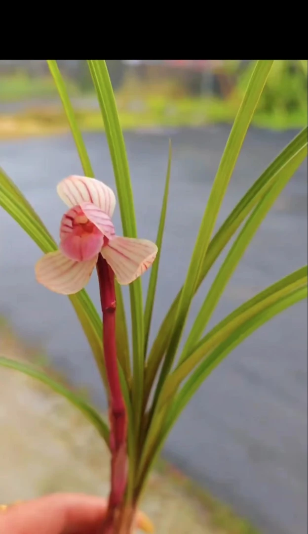 精品国兰兰花一物一拍