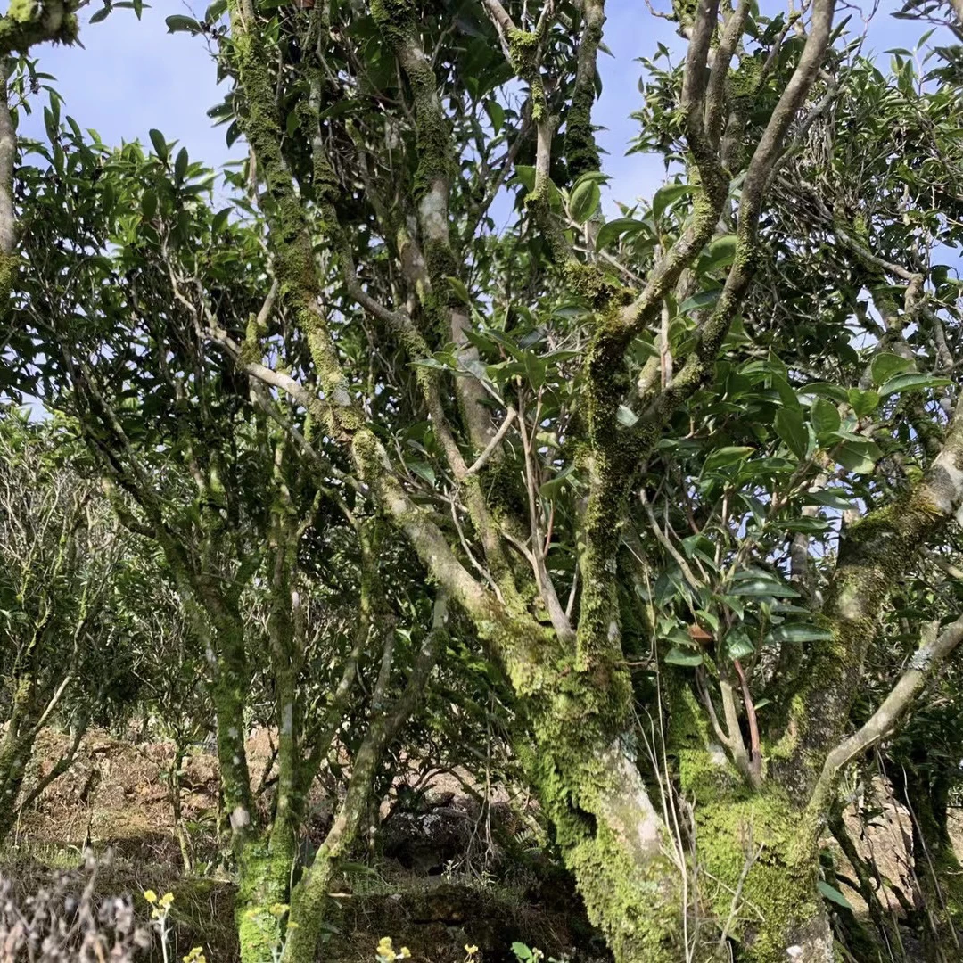 丛林蜜语系列24年春茶凤凰单从乌岽高山核心产区老丛蜜兰香中轻火