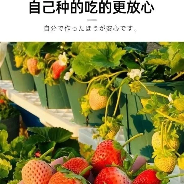 【带加仑盆原盆原土】四季草莓：真红美玲：粉玉：天使AE室内室外养殖
