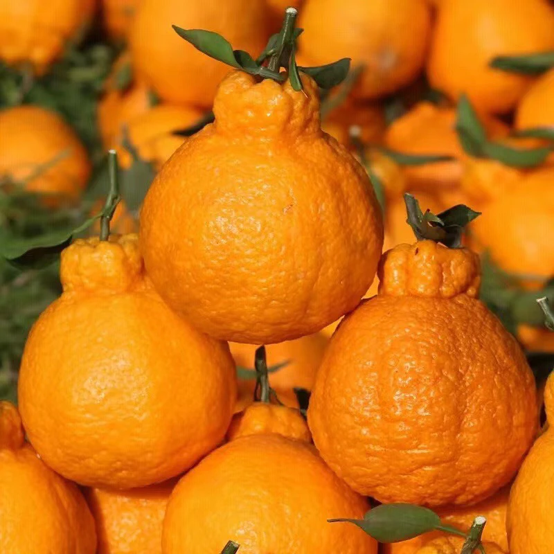 四川丑橘不知火当季水果特级大果新鲜丑柑丑八怪橘子10斤整箱包邮