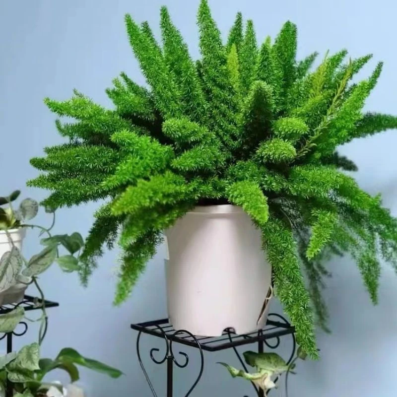 狐尾天高30-40门冬一加仑原盆盆栽庭院绿植四季常青观叶植物