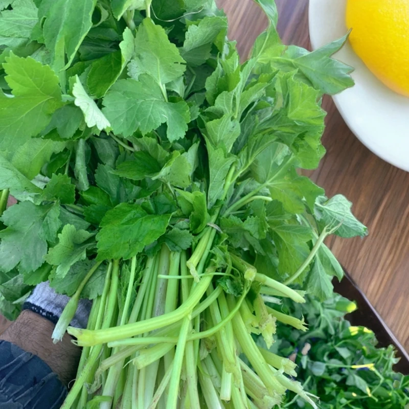 内蒙古莫旗新鲜采摘野生老山芹焯水速冻老山芹菜4斤包邮