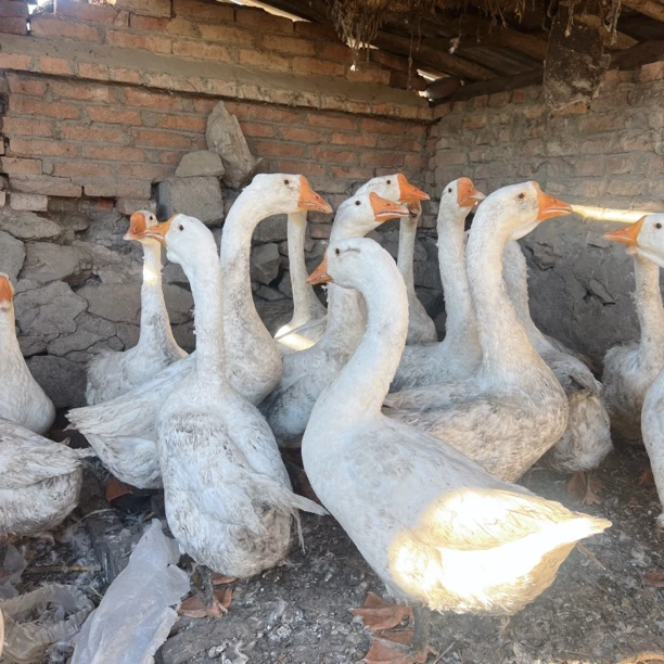 内蒙古呼伦贝尔农家散养溜达鹅顺丰包邮6斤-10斤