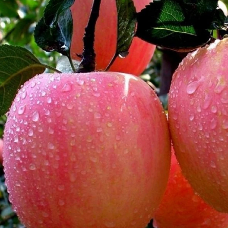 当季新鲜水果红富士当季水果苹果香甜可口肉厚多汁大果