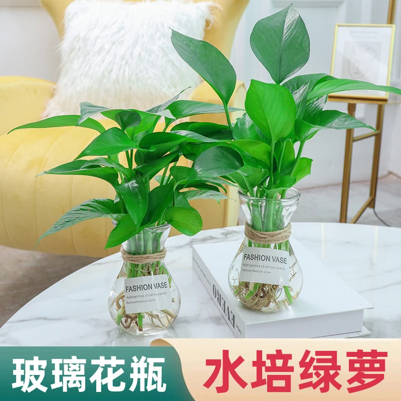 绿萝水培植物绿萝盆栽室内花卉绿植摆件水养植物净化空气大叶绿箩