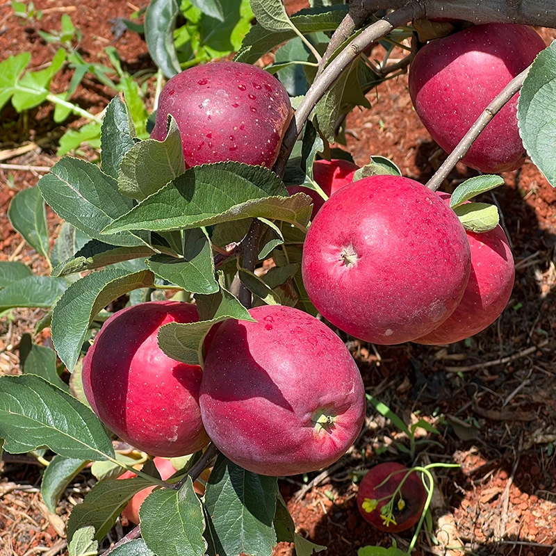 正宗红露苹果3.5斤-4斤 树上鲜果 纯甜无酸 脆甜多汁