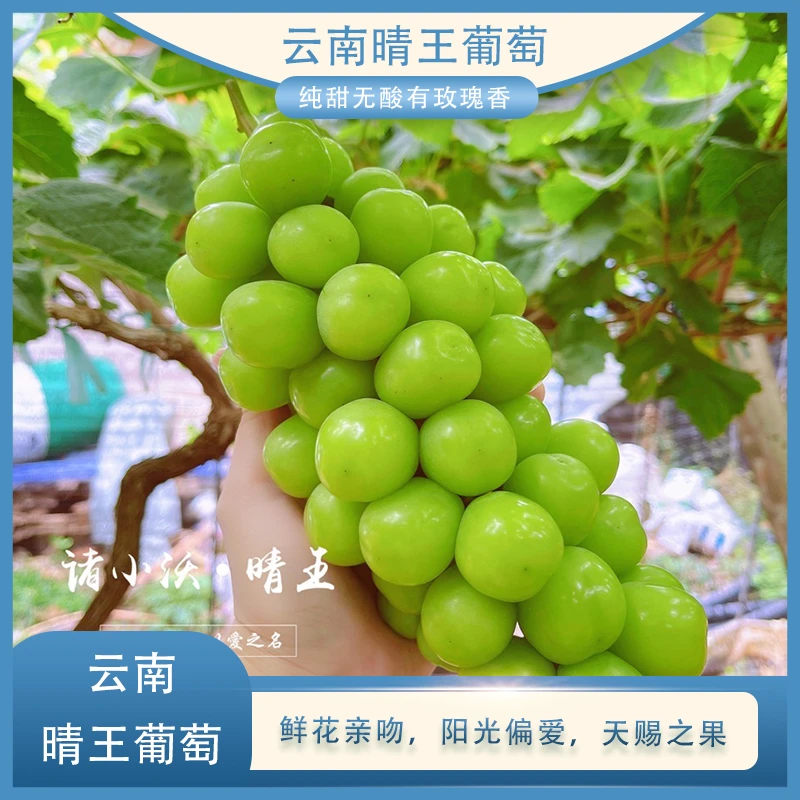 诸葛妍甄选-晴王阳光玫瑰葡萄3斤装玫瑰香无核皮薄饱满