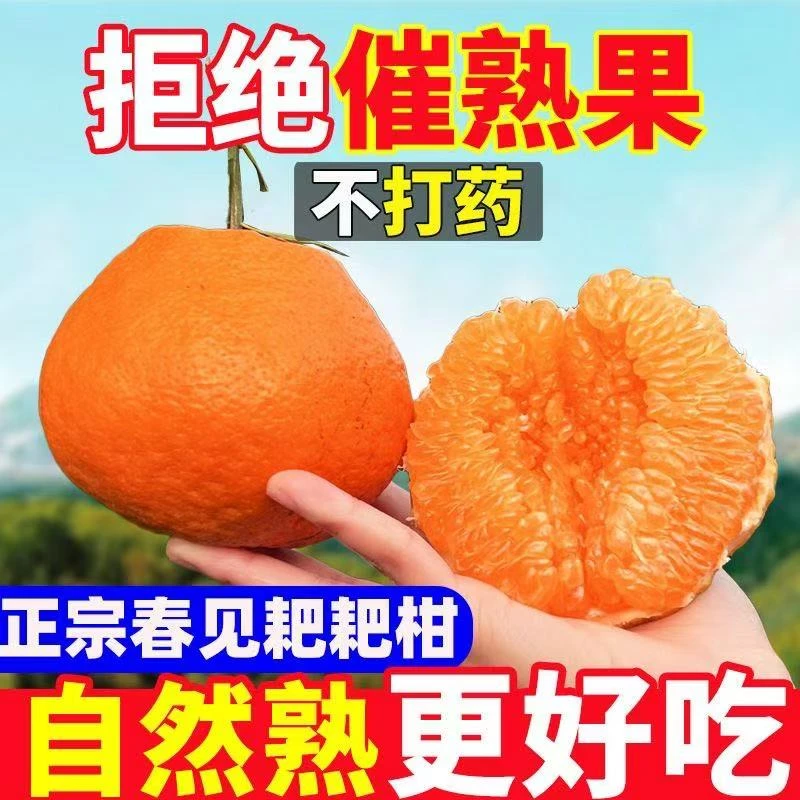 DHH01四川春见耙耙柑橘子丑橘新鲜水果孕期水果应季当季粑粑柑