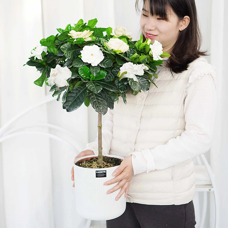 棒棒糖老桩栀子花盆栽单杆四季开花卉好养阳台办公室内水培绿植物