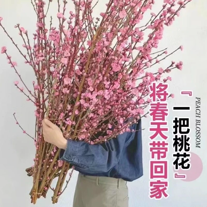 水培鲜桃花树切枝室内点缀阳窗台冬季耐寒泡水插干花鲜花