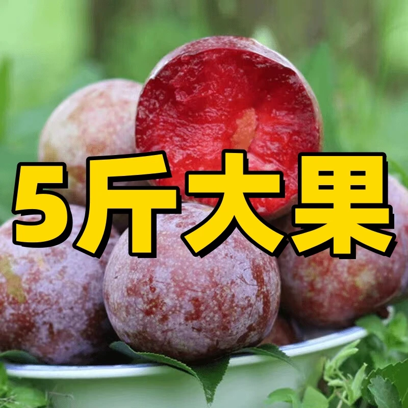 【新人5斤装大果正】红心大果李子现摘新鲜脆甜多汁应季红肉芙蓉李
