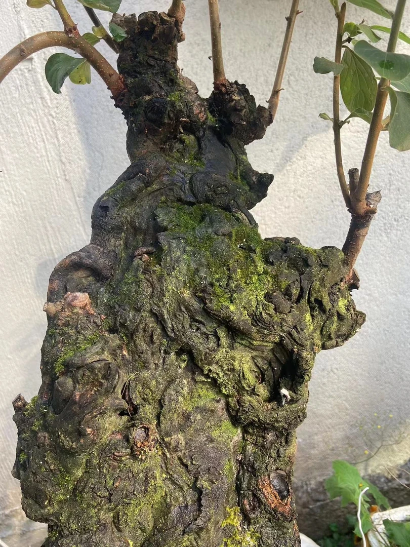绿植黄荆生桩精品盆景素材