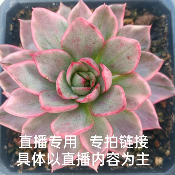 精品多肉直播，一物一拍，新店开业钜惠