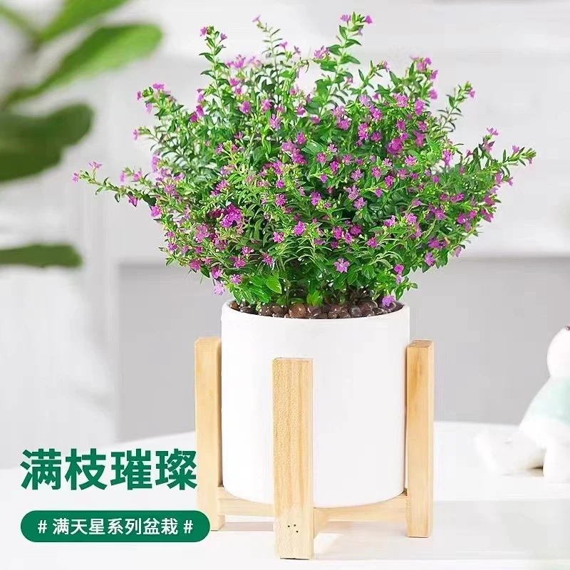 满天星盆栽紫色繁星阳台夏季开花木本植物紫红色小巧可爱系列