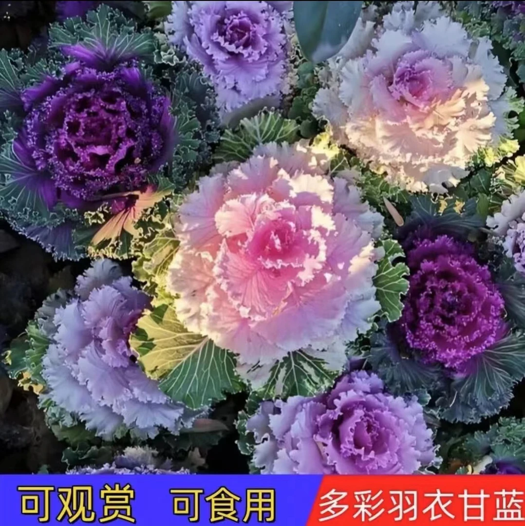 羽衣甘蓝冬日花卉耐寒盆栽庭院阳台植物越冷越好看