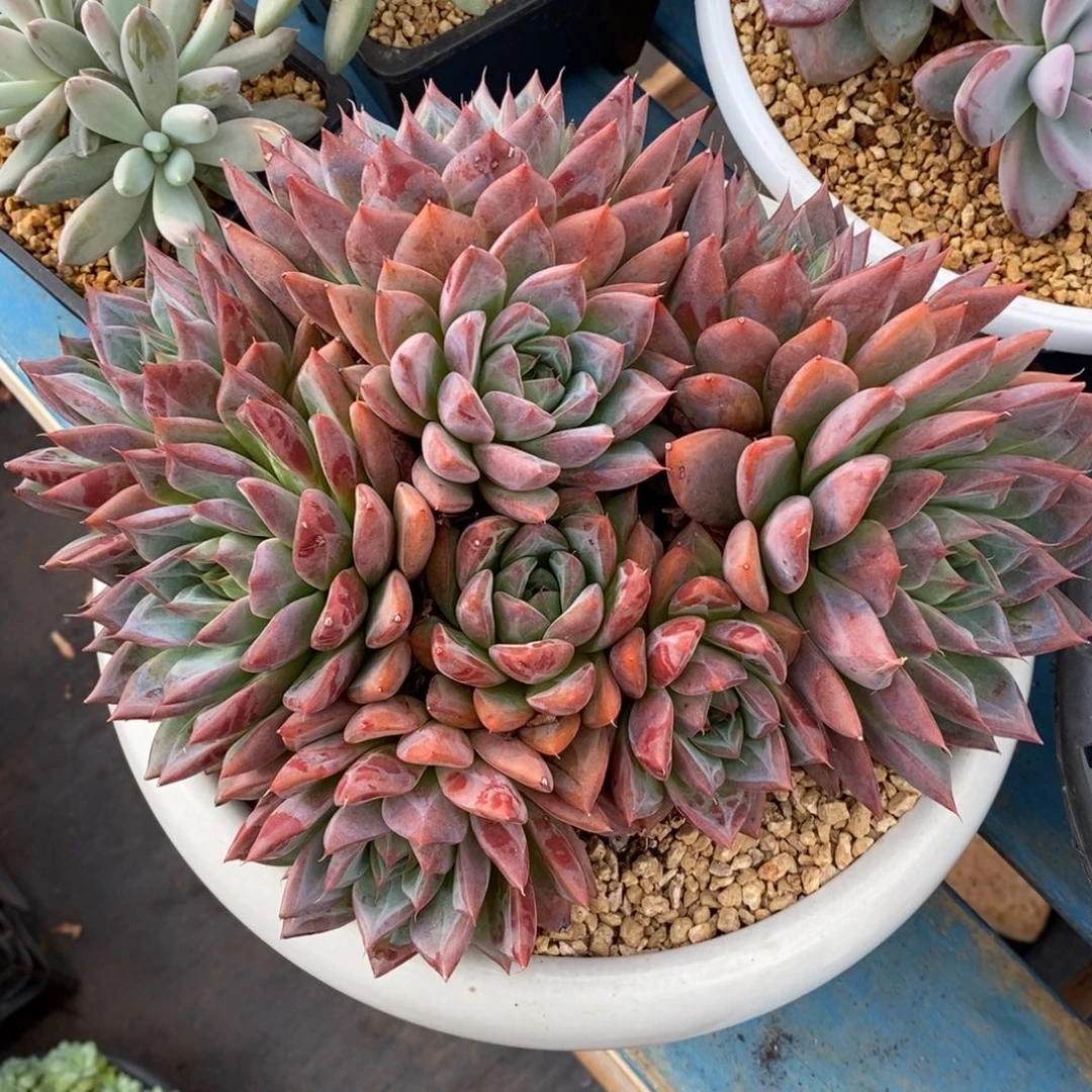 寄养多肉植物一物一拍