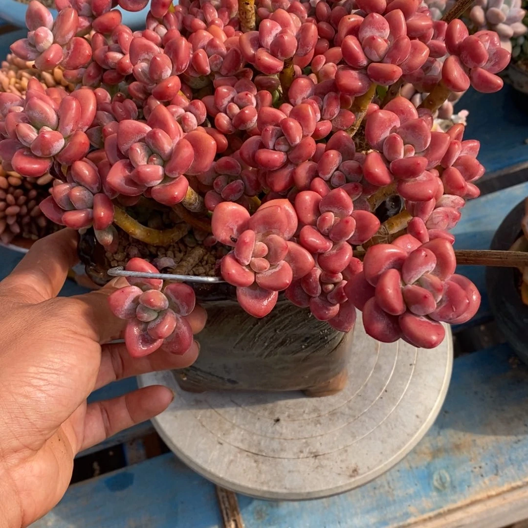 寄养多肉植物一物一拍
