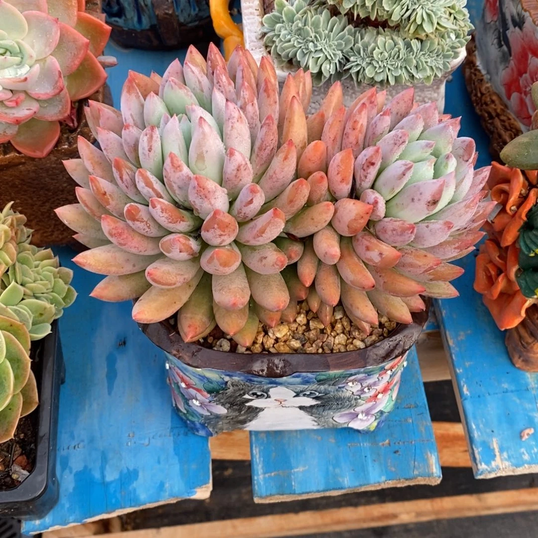 寄养多肉植物一物一拍