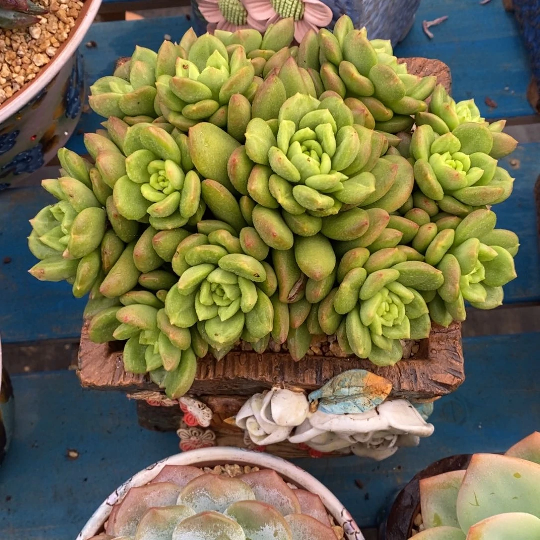 发货多肉植物一物一拍多肉