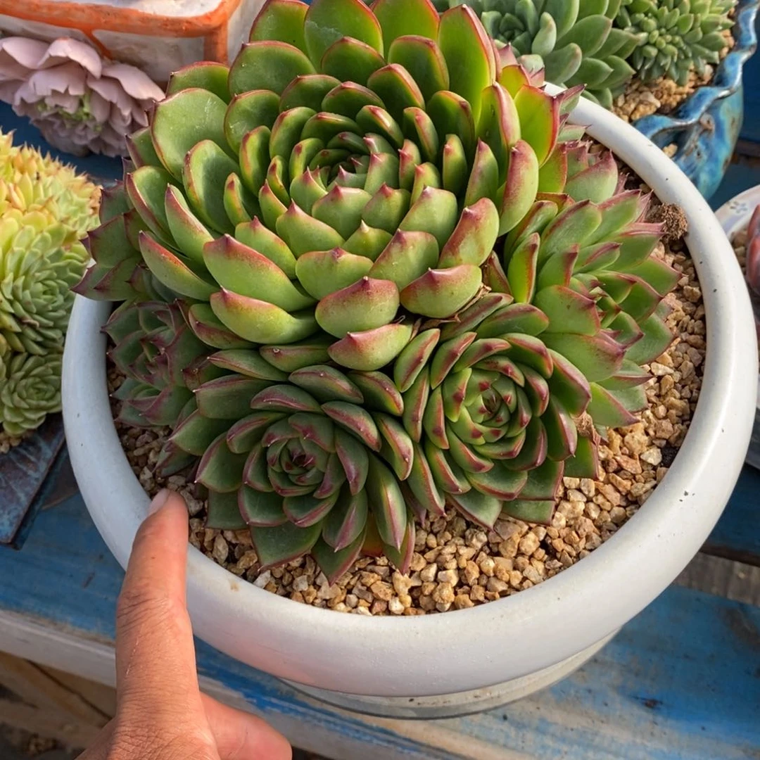 发货多肉植物一物一拍