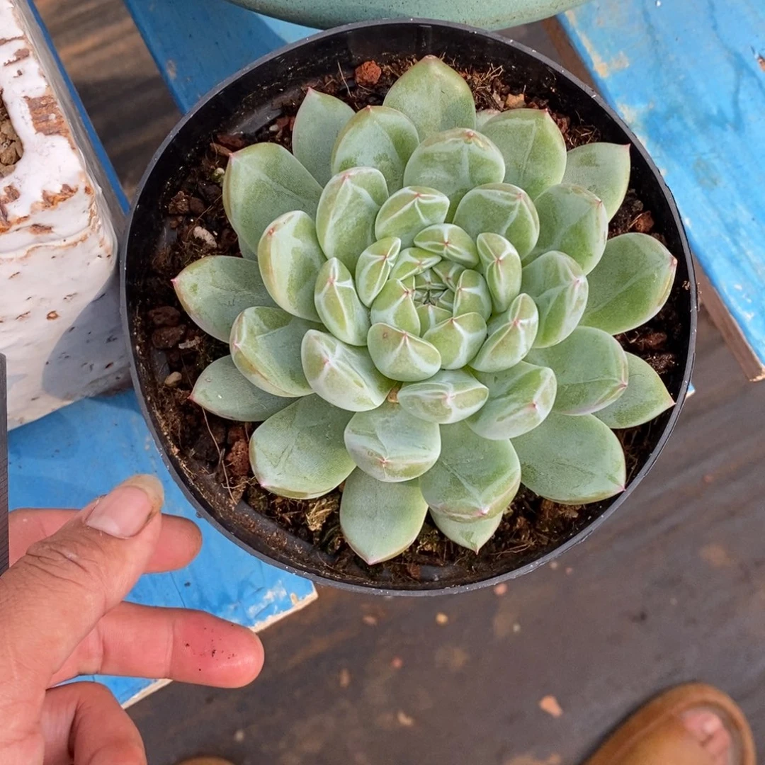 寄养多肉植物一物一拍