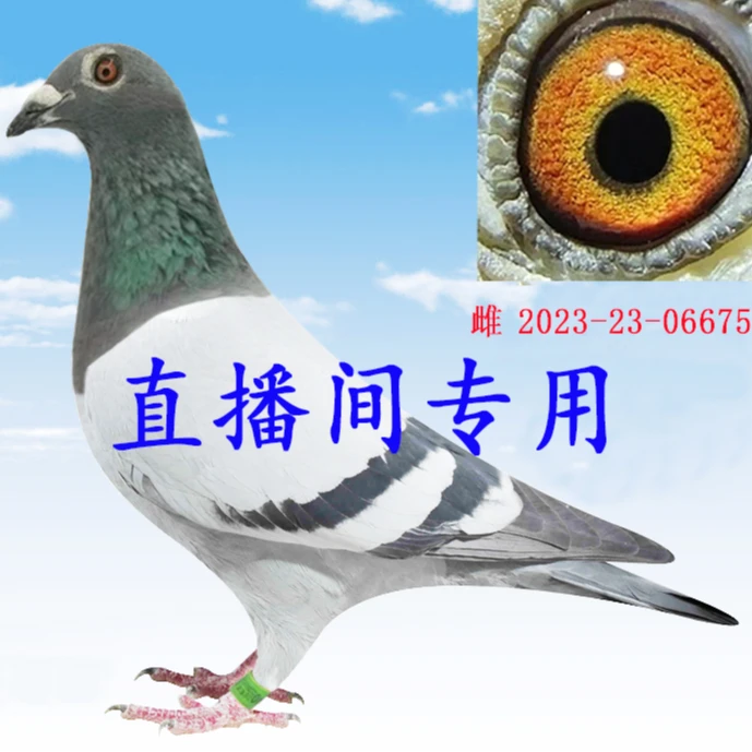 山区 种鸽 成绩鸽 天落鸽 赛鸽 信鸽足环