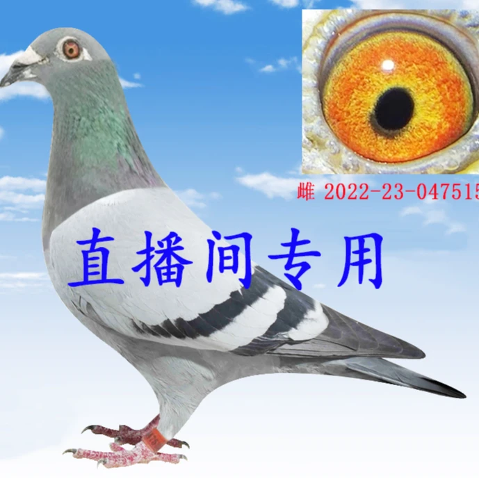 山区 种鸽 成绩鸽 天落鸽 赛鸽 信鸽足环