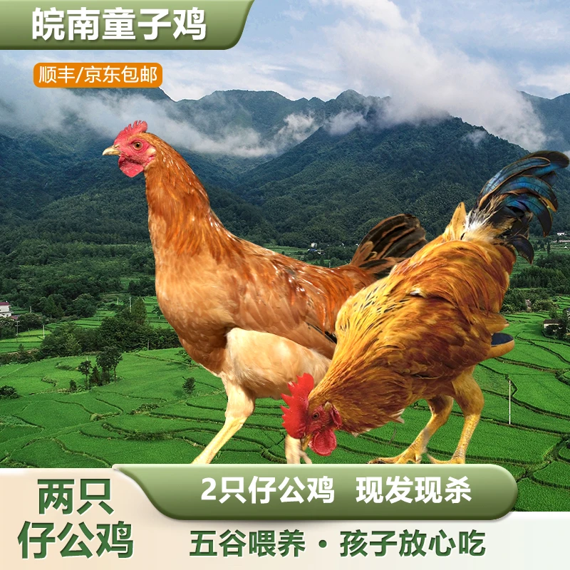 【中国石油助力】童子鸡买一送一（单只净重1.5-1.8斤）农场直达-xc
