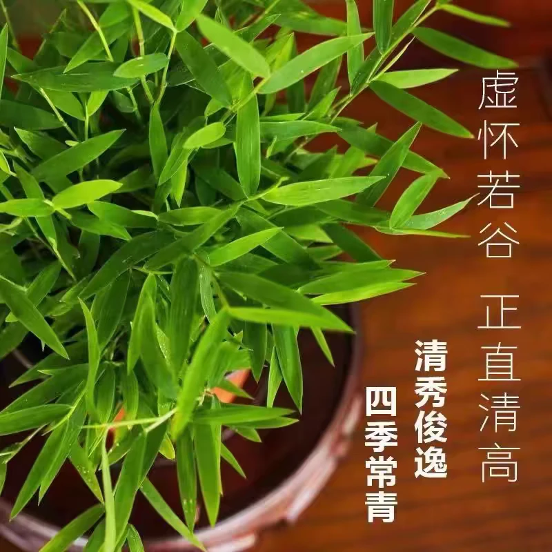 桌面绿植盆栽小米竹+盆+底座+竹子