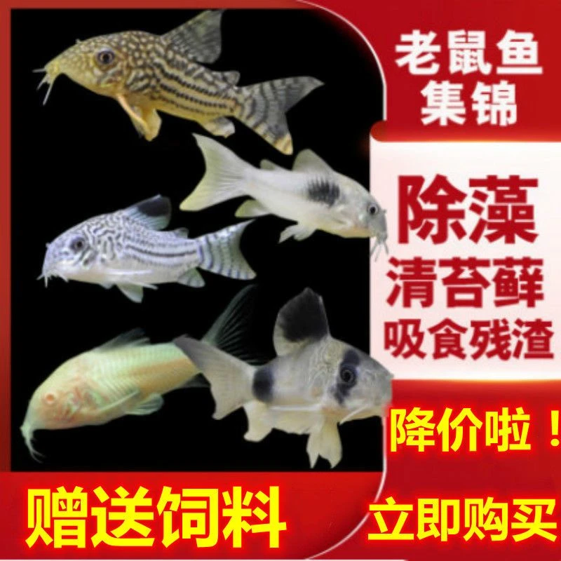 老鼠鱼金苔鼠白鼠花椒鼠咖啡鼠青铜鼠熊猫鼠鱼底栖鱼除藻工具鱼