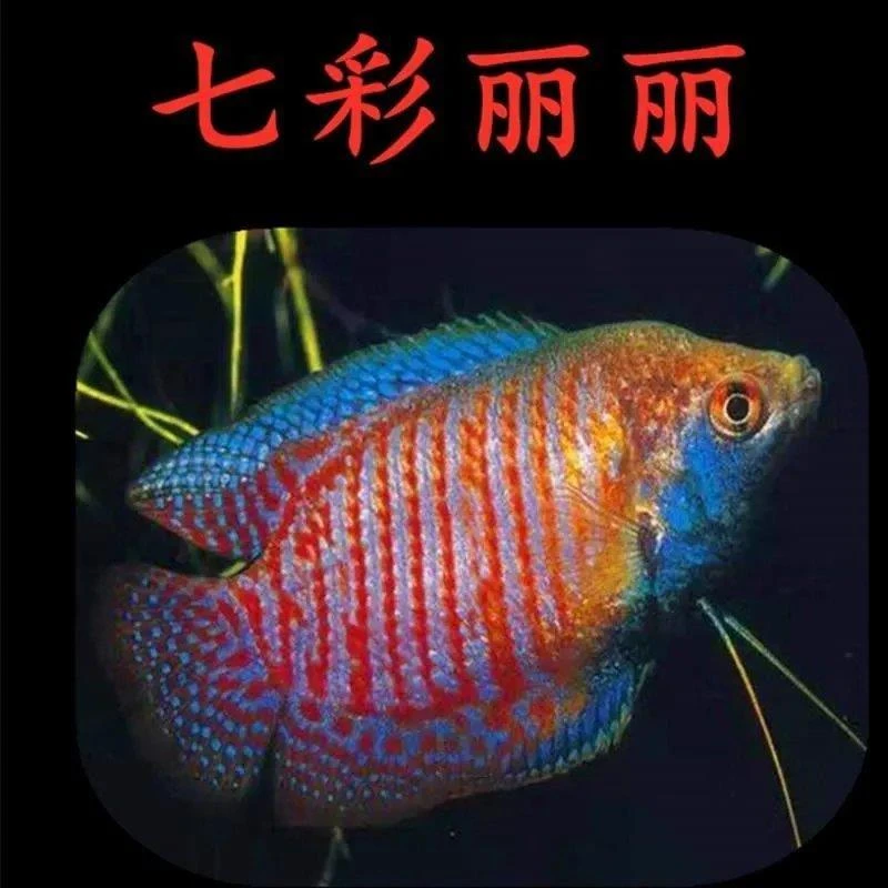 丽丽鱼练手鱼七彩丽丽小型热带鱼观赏鱼丝足鱼五彩血红小型淡水鱼