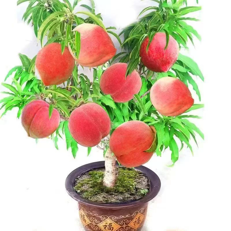 盆栽桃树南北方阳台庭院种植当年结果