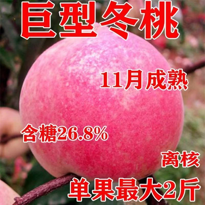 桃树苗新品种嫁接晚熟冬桃苗当年结果南北方耐寒种植特大桃果树苗