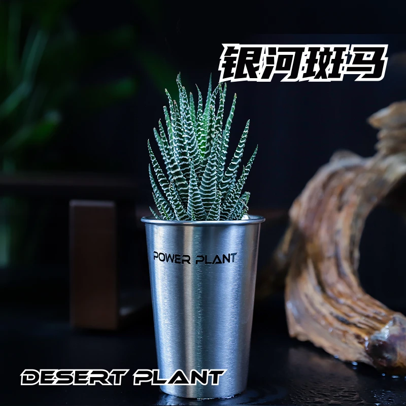 扶光侵晨丨银河斑马十二卷沙漠植物稀有品种新手配盆ins金属桌面