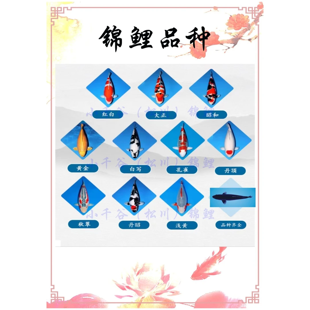 广东佛山（含运费250）拍卖观赏鱼锦鲤包邮平台推荐
