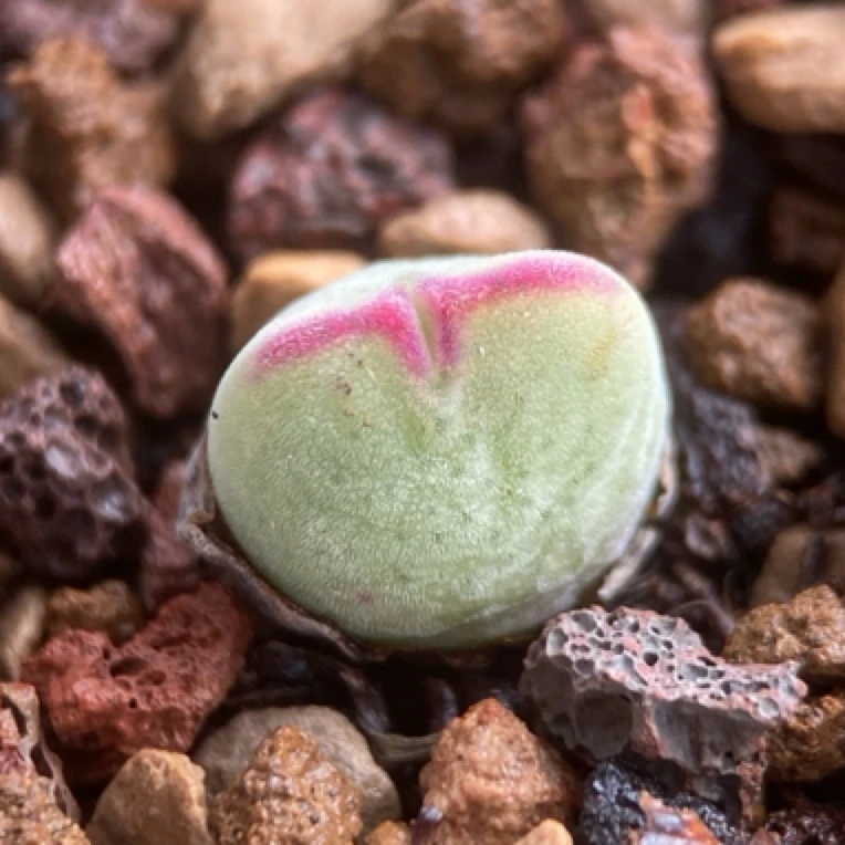 肉锥实生毛少将多肉 满58包邮